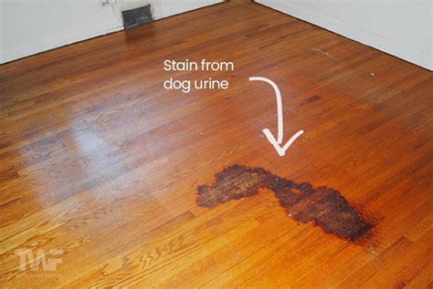 Cork Flooring Pets Urine – Flooring Blog