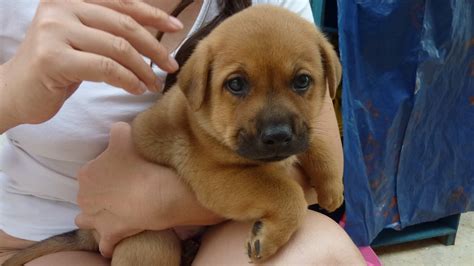 PetuniaLee™: Mongrel Puppies Need a Home