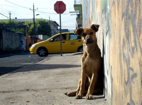 Devolvé el fulbo !: El hombre que quería escribir. Décima entrega. "Perro Amor"