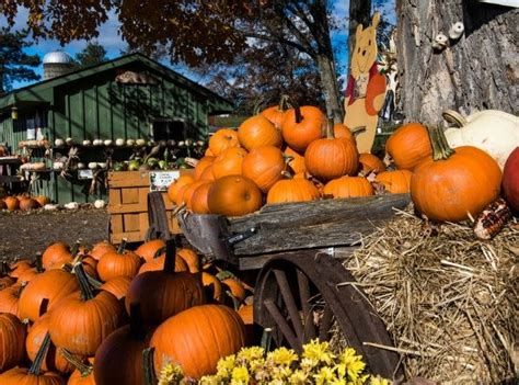 New York Pumpkin Patches | New York State Tourism