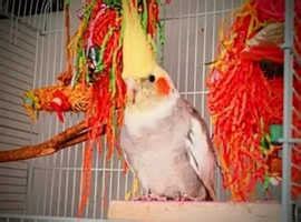 one pied cockatiel with cage – Online Bird Auctions