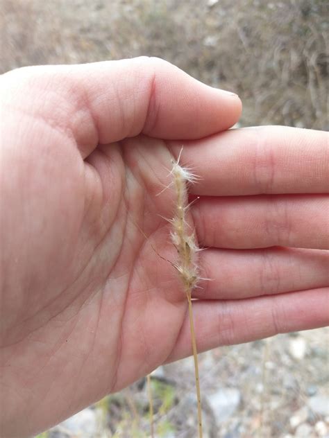 Cane Bluestem from Santa Catalina Island, California 90704, USA on February 9, 2021 at 12:06 PM ...