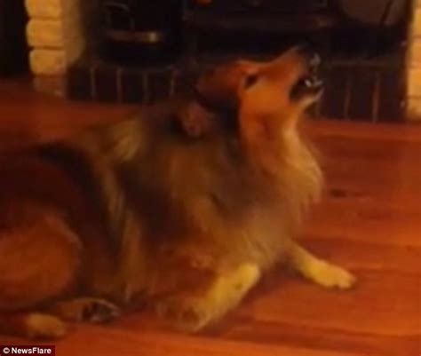 Shetland Sheepdog howls along to EastEnders theme song in perfect tune ...