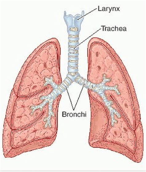 Carina Of Lung