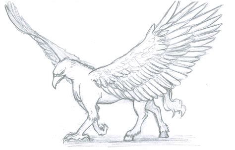 Hippogriff Drawing / Read hippogriff from the story my drawings #2 (discontinued) by ...