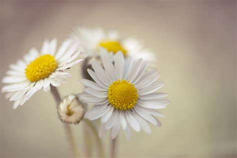 Daisy Wallpaper High Quality