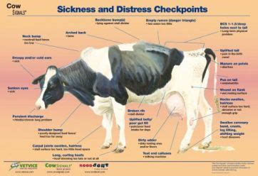 Poster Sick Cow (all languages) | CowSignals®