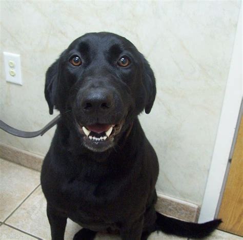 3 year old female black lab | Olathe Animal Hospital in Olathe, KS | Flickr