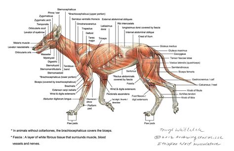 Image result for wolf face muscles | Hondenrassen, Honden, Anatomie