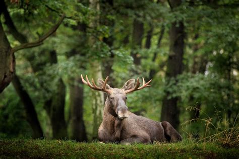 Wild Animals in Germany: The Beasts are Back! - funkyGERMANY