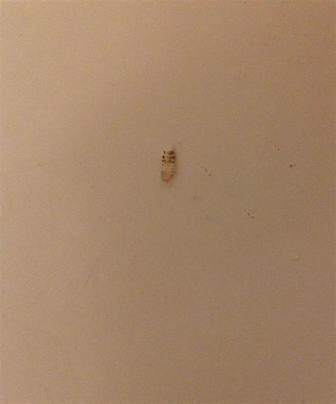 Do Carpet Beetles Shed Skin