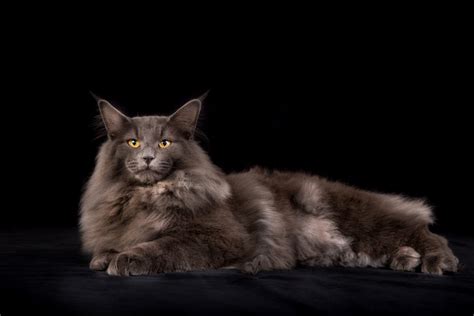 Norwegian Forest Cat Grooming Tips - NorwegianCat.com