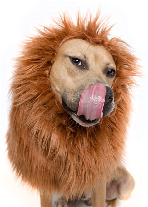 Dog Halloween Costumes Lion Mane 2022 – Get Halloween 2022 Update