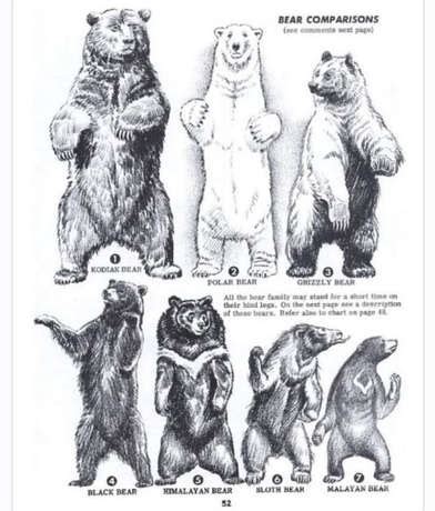 The evolution of the Kodiak Bear - Home