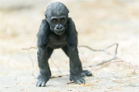 Baby Gorilla Facts - All About Baby Gorilla - Gorilla Facts