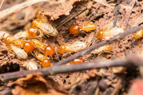 The Main Types Of Termites You Need To Know