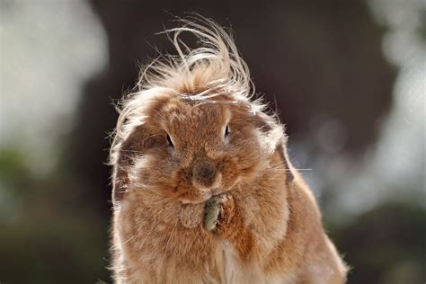 Wild hare - a photo on Flickriver