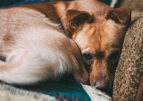 What are Dog Depression Symptoms?