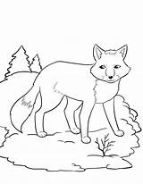 Free Printable Fox Coloring Pages For Kids sketch template