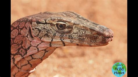 Perentie: The largest lizard from the land down under