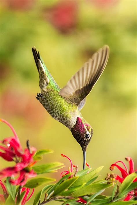 Colibri Wallpapers - Top Free Colibri Backgrounds - WallpaperAccess