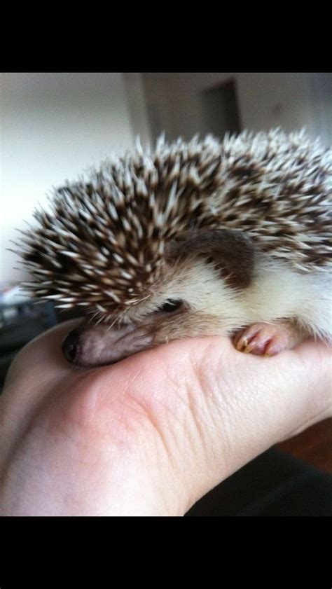 Spike the hedgehog Hedgehogs, Spike, Cute, Animals, Animales, Animaux, Hedgehog, Kawaii, Animal