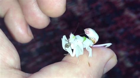 Hymenopus Coronatus (Orchid mantis) feeding. - YouTube