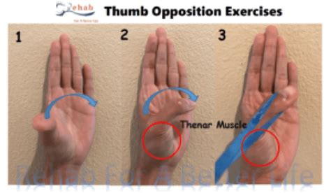 The Best Exercises for Your Painful Thumb Arthritis ! - REHAB FOR A BETTER LIFE