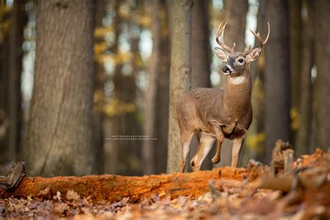 Whitetail Deer Photography - Whitetail Deer Photography