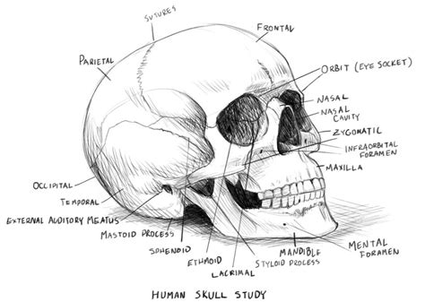 Human Skull Anatomy Study by rob-powell on DeviantArt