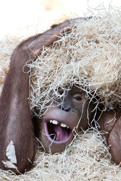 This orangutan has the funniest reaction to a magic trick! Kids Activities Blog