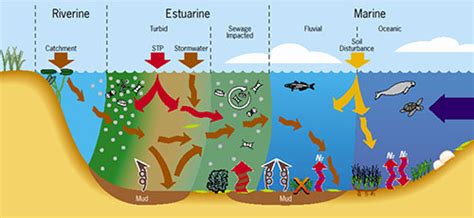 Top ten conceptual diagrams: Seagrasses, streams, eco-rhythms | Blog | Integration and ...