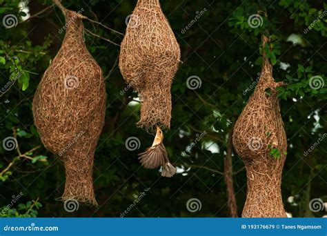 A Baya Weaver is Building Elegant Nests Stock Image - Image of dense ...