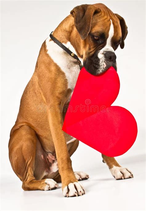 Boxer dog with a heart. Boxer dog holding a big read heart , #AD, #heart, #dog, #Boxer, #read, # ...