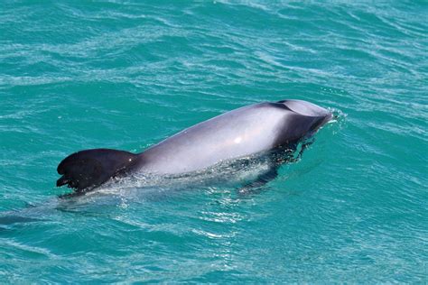 Swimming with Dolphins in Akaroa - Day 221 - NZ Pocket Guide