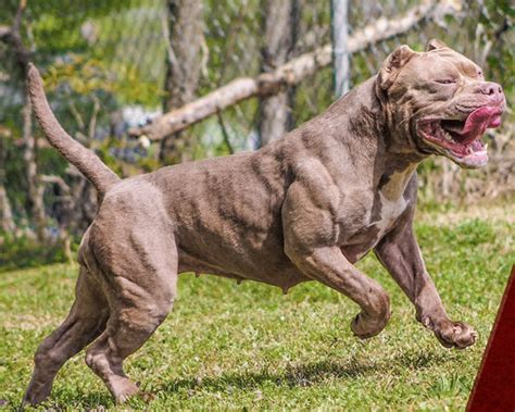 Image de Dessin Chien: Cane Corso American Pitbull Terrier