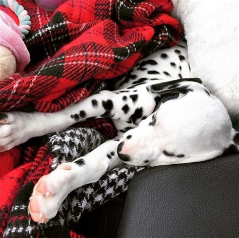 Sleeping 😴 : r/Dalmatian