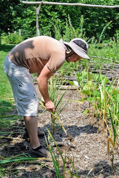 Harvesting Garlic at the Farm - The Martha Stewart Blog