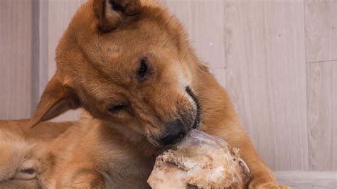 What Can You Feed a Dog Without Teeth: 10 Best Dog Foods