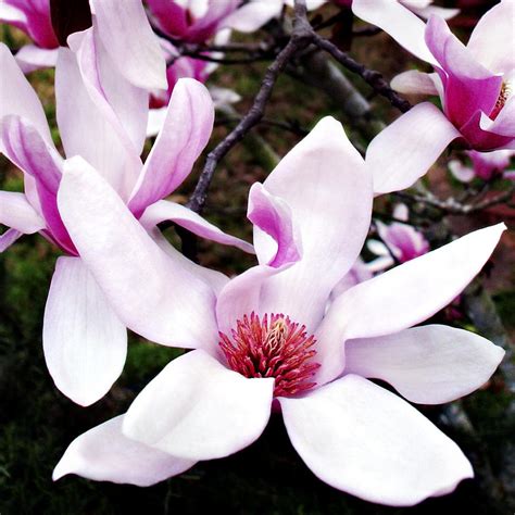 Japanese Magnolia Photograph by Marilyn Hunt | Fine Art America