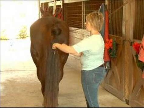 How to Put an Extension in a Horses Tail : How to Insert a Tail ...