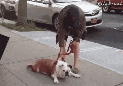 I Don't Want To Go On A Walk GIF - Lazy Dog Walk - Discover & Share GIFs