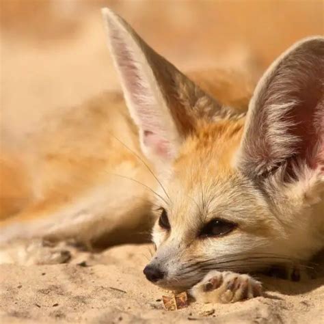 Fennec Fox - Facts, Diet, Habitat & Pictures on Animalia.bio