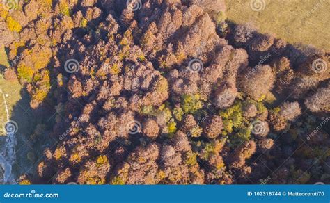 Drone Aerial View of Woods during the Autumn Season with Warn Colors Stock Photo - Image of ...