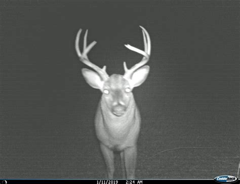 Deer Trail Camera Setup for Any Hunting Location | Great Days Outdoors