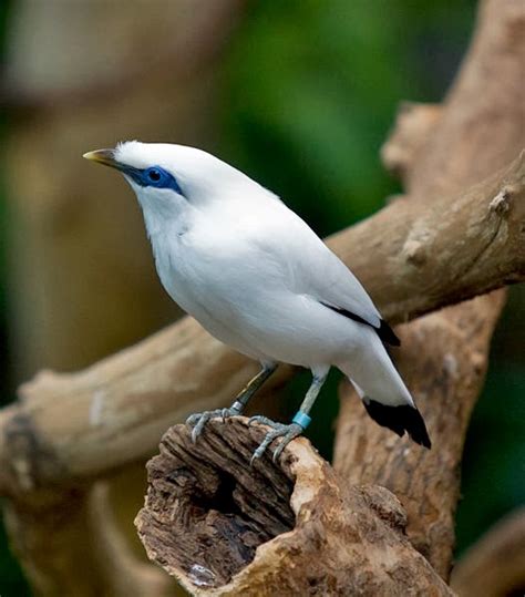 Budidaya Burung: Klasifikasi Burung Jalak Bali