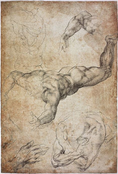 anatomy study by Michelangelo . -.... . | Figure drawing, Michelangelo, Figure drawing models