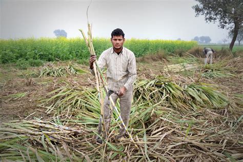 Poll season on but sugarcane farmers in Western UP wait for clearance of dues - The Statesman