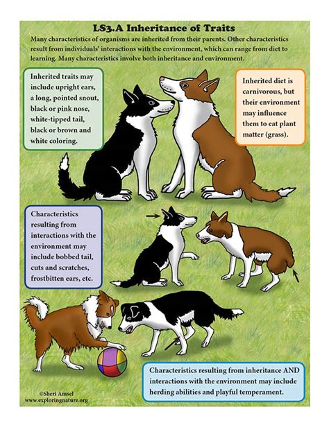 Inheritance of Traits in Dogs - Mini-Poster