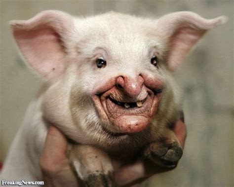 Funny pigs, Pig pictures, Funny pig pictures